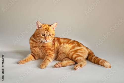 Funny cute young tabby red cat posing at studio