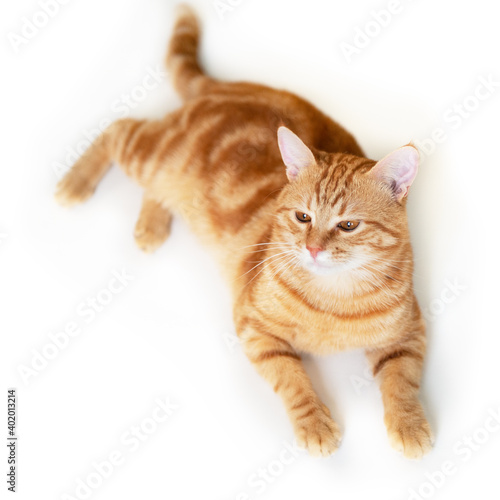 Funny young tabby red cat plays at studio, isolated on white background.