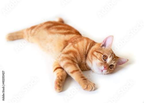 Funny young tabby red cat posing at studio, isolated on white background.
