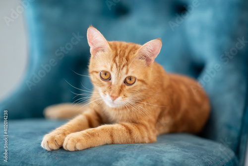 Beautiful young red tabby cat lying on blue chair at home