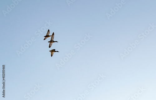 A group of ducks in the winter morning sky.