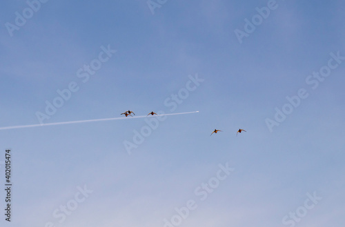 A group of ducks in the sky against the background of a flying plane.