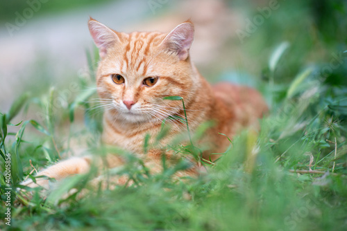 Beautiful young red tabby cat lying in the grass, summer nature outdoor