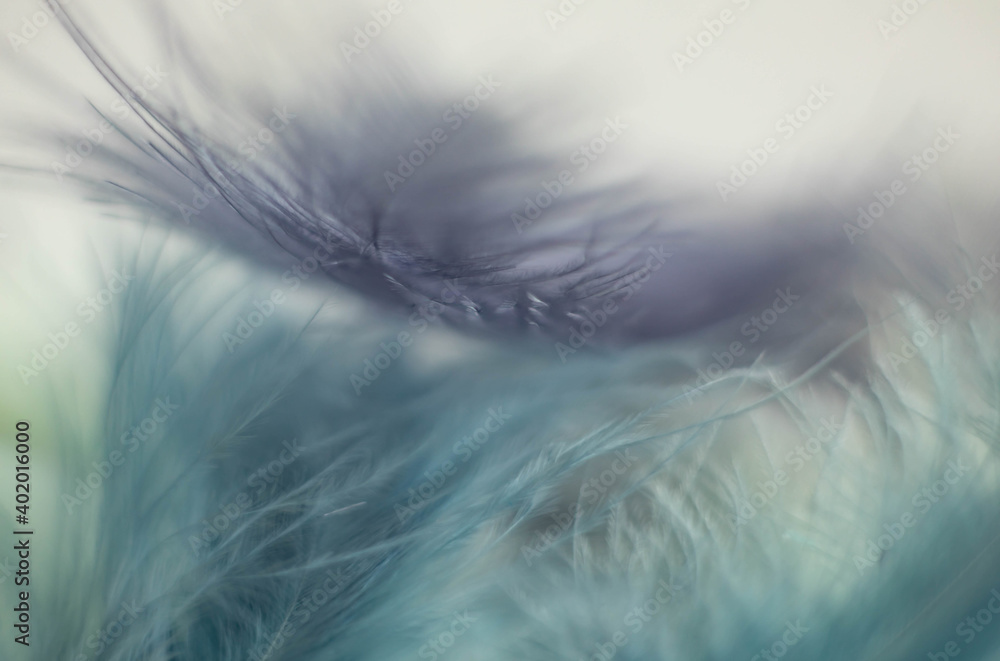 Fototapeta premium gentle blue and green background of fluffy feathers