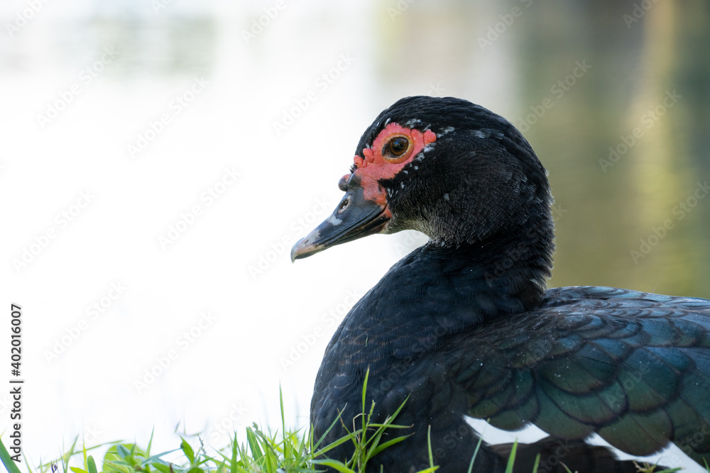 Close up image of a Muscovy Duck Resting in front of Pond in Stuart Florida Close up image of a Muscovy Duck Resting in front of Pond in Stuart Florida
