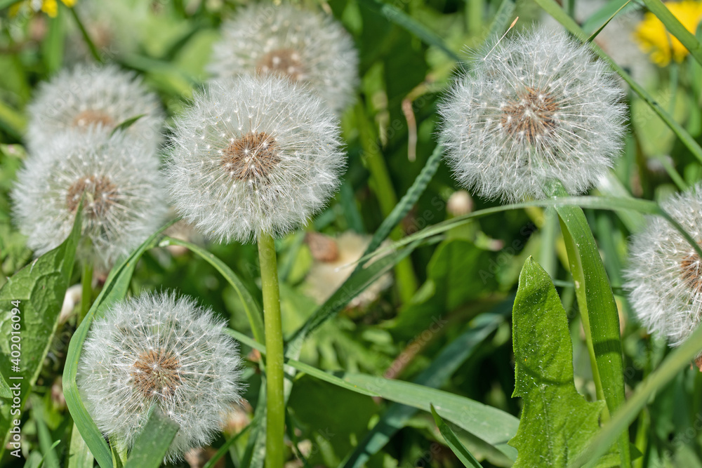 Verblühter samentragender Löwenzahn, Taraxacum Verblühter samentragender Löwenzahn, Taraxacum