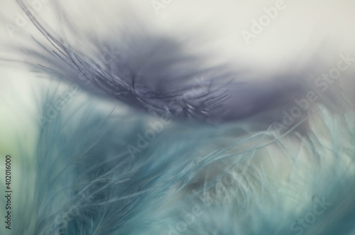 gentle blue and green background of fluffy feathers