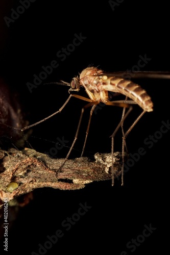 little fly Limoniidae Dicranomyia mosquito © Tomas