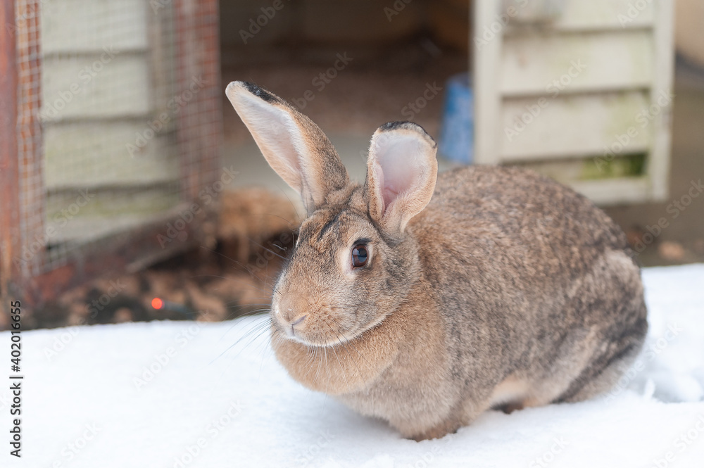 Obraz premium coniglietto