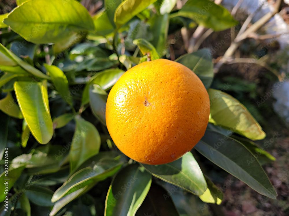 Tangerine from Jeju Island, Korea, Watson pomelo Tangerine from Jeju Island, Korea, Watson pomelo