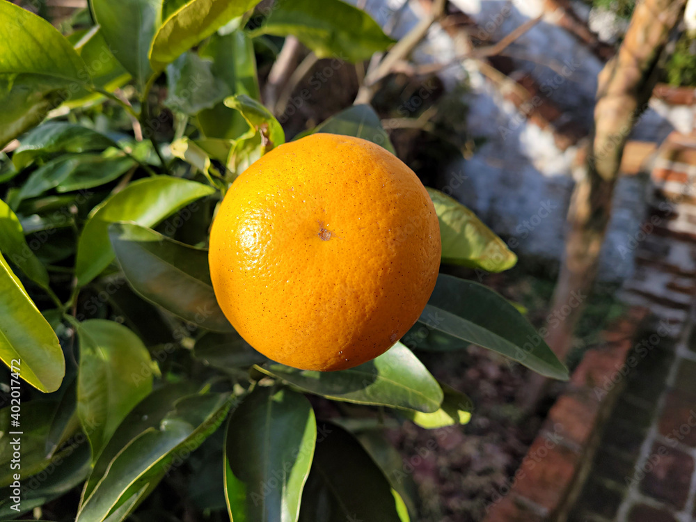 Tangerine from Jeju Island, Korea, Watson pomelo Tangerine from Jeju Island, Korea, Watson pomelo