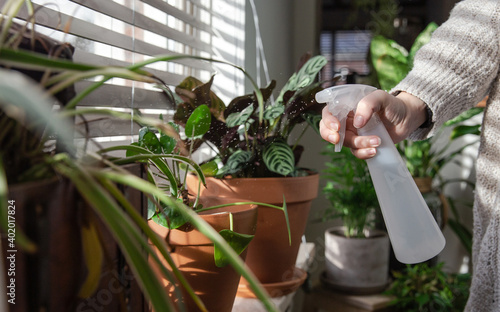 Female hand spraying water on indoor house plant on window sill with water spray bottle, take care of green house plants modern interior decoration