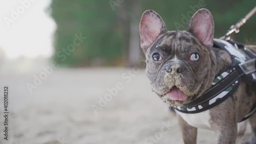 The merle male french bulldog is sniffing sand on the beach with sand on nose in the sunny day in close-up slow motion	
