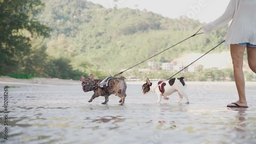 The young asian woman lead 2 puppy french bulldogs at the beach in sunny day in slow motion