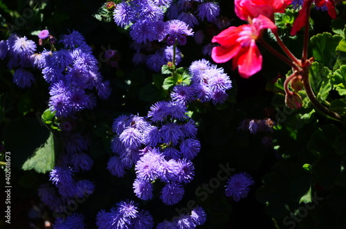 Floss flower Awesome leilani blue or ageratum blue bouque in green background, Alchemilla epipsila