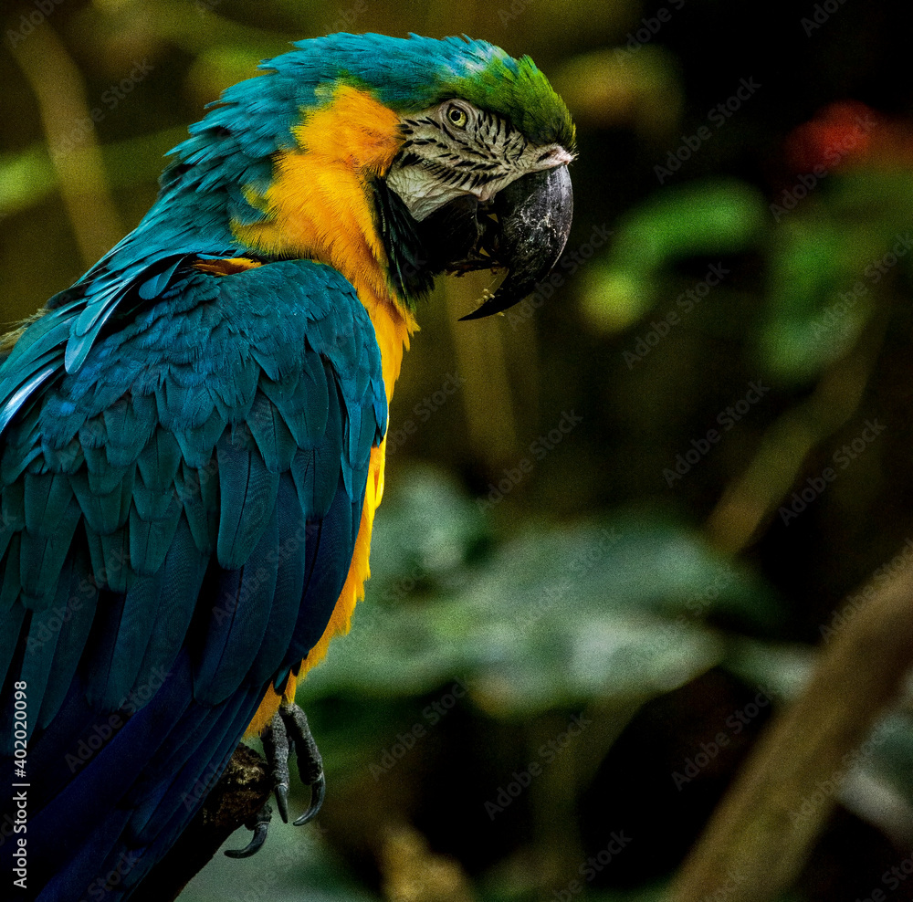 Fototapeta premium blue and gold macaw