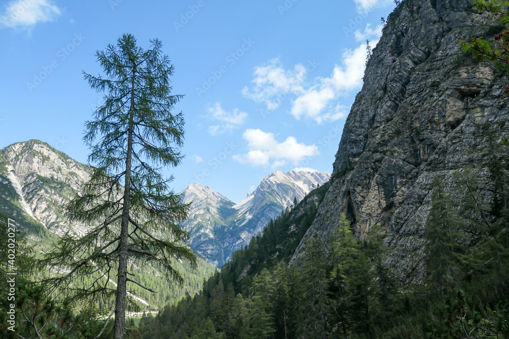 A lush green valley in Italian Dolomites. There are tall trees and high mountains around. The mountain slopes are rocky, with small plants overgrowing them. Dense forest on the lower slopes. Sunny day