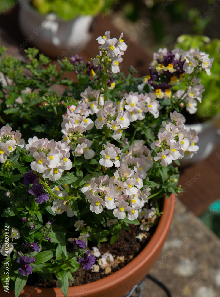 Obraz premium Cape jewels blooming in the pot