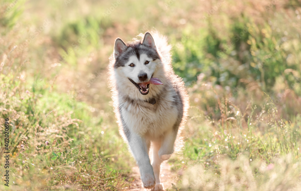 Alaskan malamute running on sunny field Alaskan malamute running on sunny field