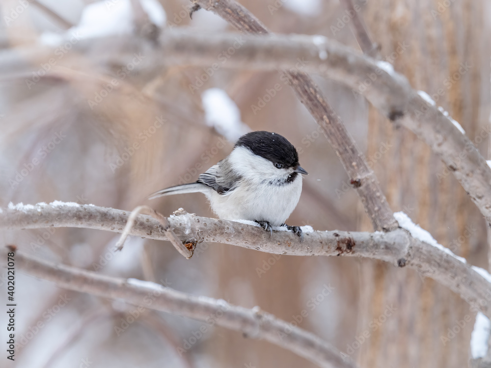 Cute bird the willow tit, song bird sitting on a branch without leaves in the winter. Cute bird the willow tit, song bird sitting on a branch without leaves in the winter.