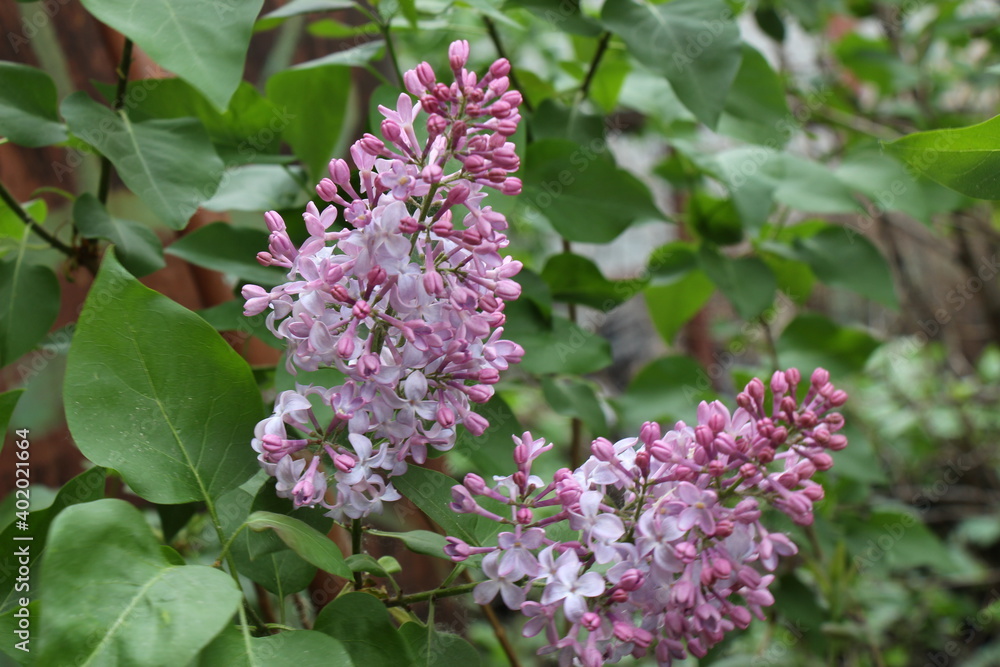 lilac flowers on a branch lilac flowers on a branch