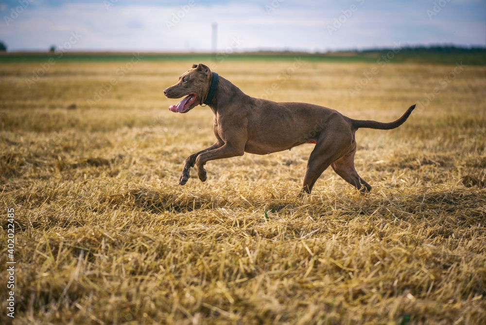 Cheerful American Pit Bull Terrier frolics on a summer field.