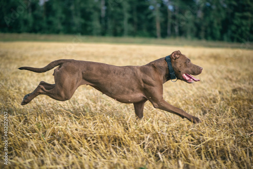 Cheerful American Pit Bull Terrier frolics on a summer field.