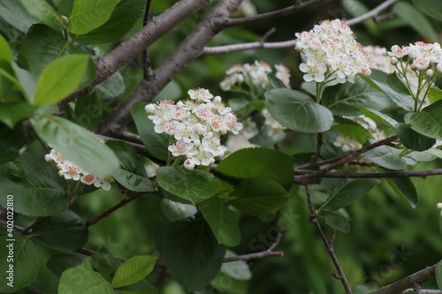 White flowers of a chokeberry	