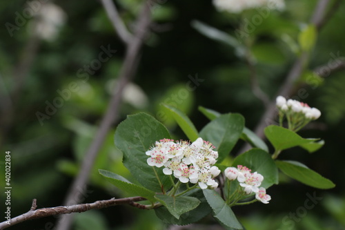 white flowers of a chokeberry 