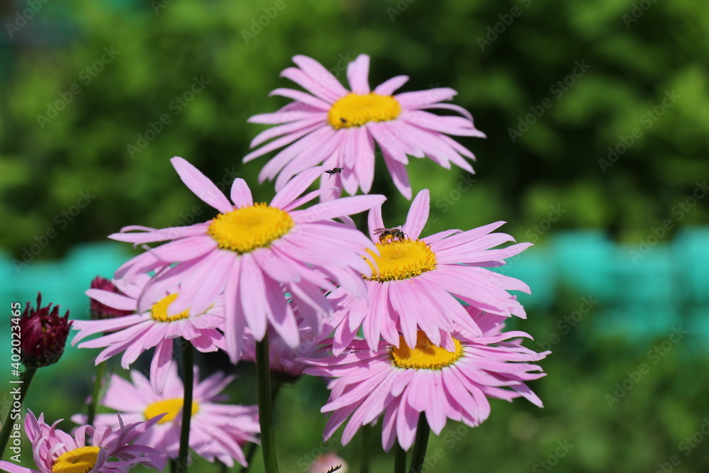 Fototapeta premium pink flowers in the garden