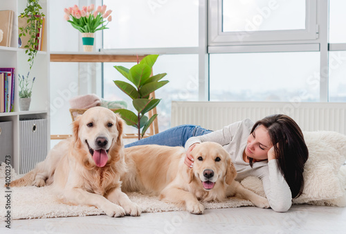 Golden retriever dogs next to girl