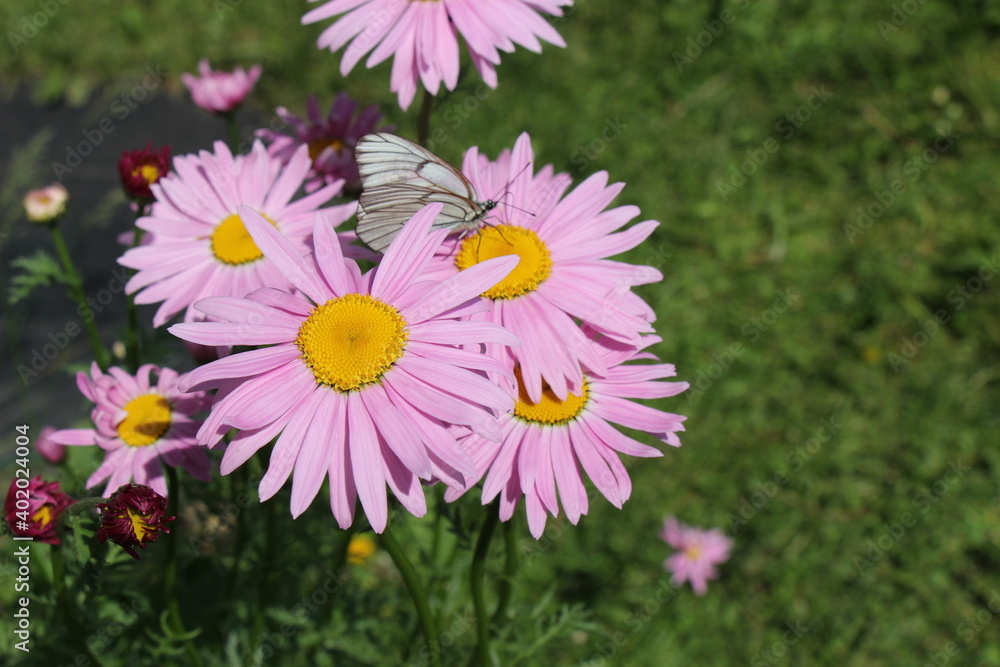 pink daisy flowers