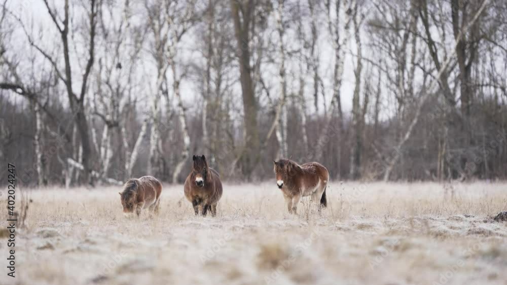 Exmoor Ponys, Donaumoos im Winter Exmoor Ponys, Donaumoos im Winter