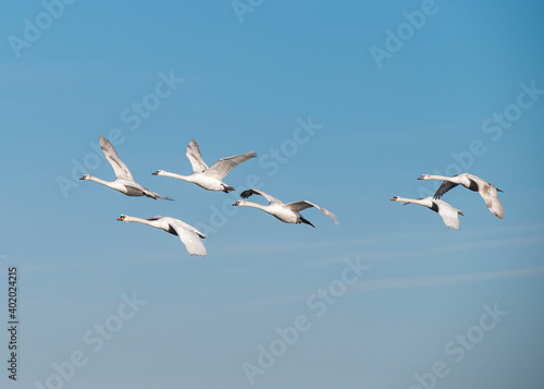 Group of swans in flight
