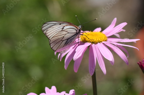 butterfly on flower © alenarcis