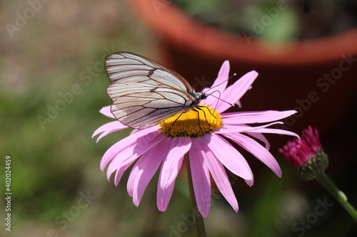 white butterfly on a pink flower © alenarcis