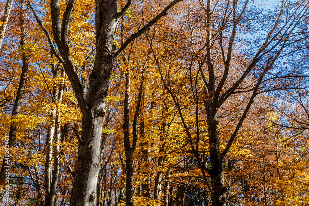 Foliage al Bosco di Sant'Antonio a Pescocostanzo Foliage al Bosco di Sant'Antonio a Pescocostanzo