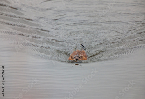 Muskrat Swimming Saskatchewan © pictureguy32