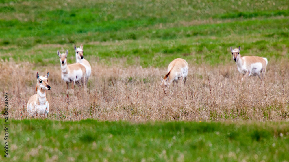 Pronghorn Antelope Saskatchewan Pronghorn Antelope Saskatchewan