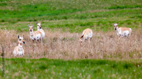 Pronghorn Antelope Saskatchewan