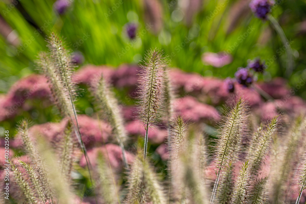 Chinese fountain grass (Pennisetum) with seeds in front of blurry background Chinese fountain grass (Pennisetum) with seeds in front of blurry background