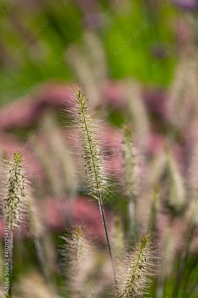 Chinese fountain grass (Pennisetum) with seeds in front of blurry background Chinese fountain grass (Pennisetum) with seeds in front of blurry background