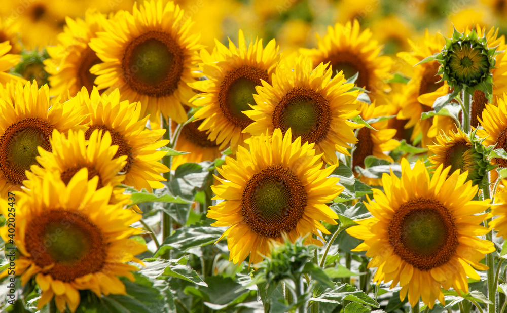 Prairie Sunflower Field Prairie Sunflower Field