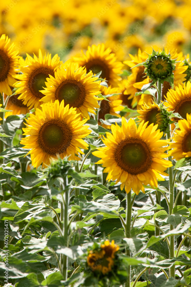 Obraz premium Prairie Sunflower Field