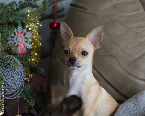 Chihuahua Dog sitting beside a Christmas Tree
