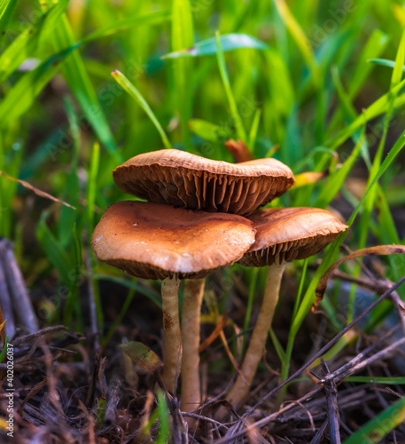 Macro image of three tiny mushrooms