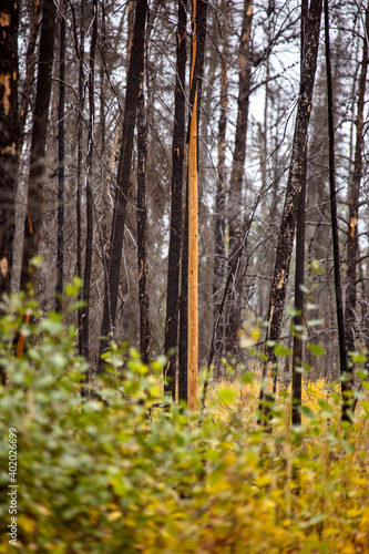 Autumn Northern Saskatchewan