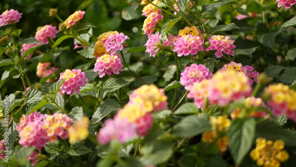 Lantara camara yellow pink flower in garden California USA. Umbelanterna springtime pure colorful bloom, romantic botanical atmosphere, delicate tender blossom. Spring light colors. Fresh calm morning Lantara camara yellow pink flower in garden California USA. Umbelanterna springtime pure colorful bloom, romantic botanical atmosphere, delicate tender blossom. Spring light colors. Fresh calm morning
