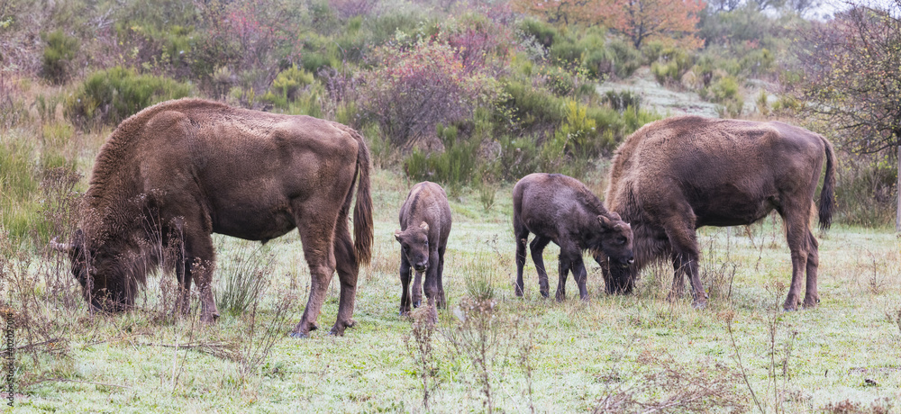 Bisonte europeo en libertad en las montañas de León Bisonte europeo en libertad en las montañas de León