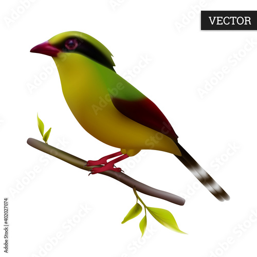 Green magpie bird isolated on a white background. Realistic (Cissa chinensis). Himalayan bird. Vector illustration 3D. Thailand bird icon on branch. Design element. photo